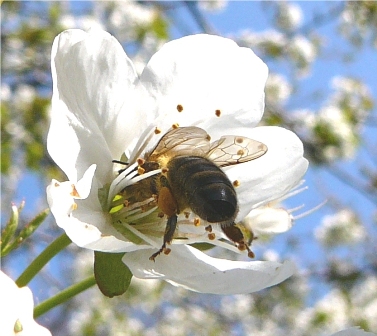 Bevruchting door honingbij